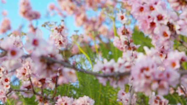 Blossoming Almond  Spring tree in bloom, pink Flowers buds Sonchus Canariensis Boulos against the background Blue Sky Beautiful blooming garden Plants and Flora  close-up shot URSA 4.6K