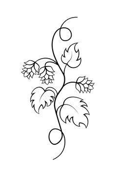 Hop vine illustration. Clipart image isolated on white background