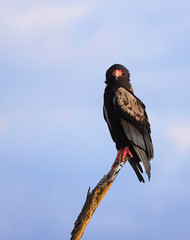 Bataleur Eagle - Gaukler - in Tsavo East National Park, Kenya, Africa