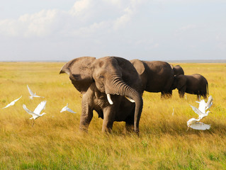 Elephants in Amboseli Nationalpark, Kenya, Africa .