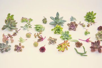 set of different succulents on a light background