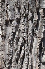Sydney Australia, close-up of the bark of a nolina longifolia tree a native of mexico