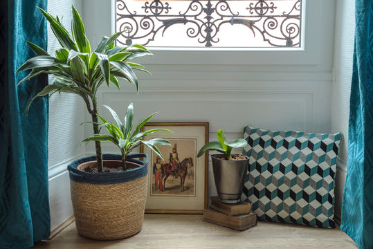 Trend aqua menthe design of the bow window with green plants, old books, cushion and old second empire military picture. France.