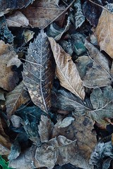 frozen brown leaves in the nature in winter season, cold days