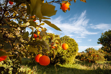 Mandarin orange tree with ripe fresh fruit in the field, harvest tangerine tree and shadow in the sunlight