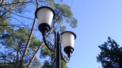 Two street lights in green crown of pines on bright blue sky background, bottom view. Spring or summer sun day, outdoors.