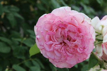 pink rose in the garden