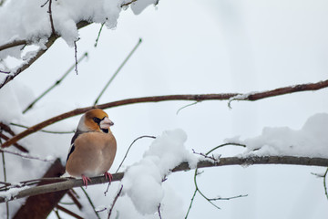 Goldfinch sitting on branch in winter season