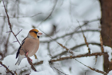 Goldfinch sitting on branch in winter season