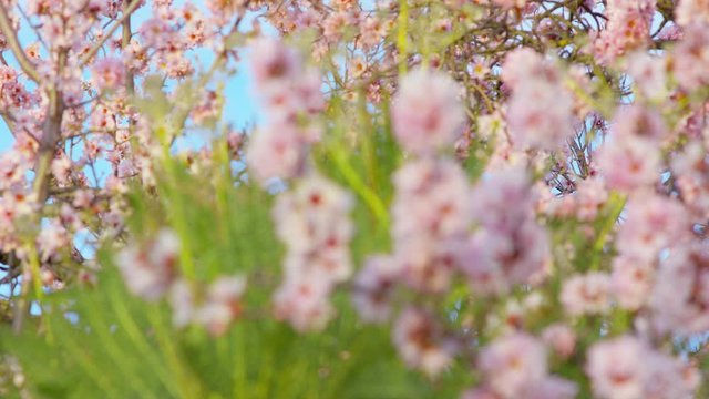 Blossoming Almond  Spring tree in bloom, pink Flowers buds Sonchus Canariensis Boulos against the background Blue Sky Beautiful blooming garden Plants and Flora  close-up shot URSA 4.6K
