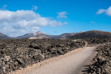 Volcanic Lanzarote landscape. Lanzarote. Canary Islands. Spain