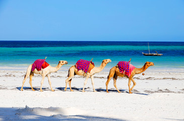Camels at Diani Beach - Galu Beach - in Kenya, Africa © Marc Stephan