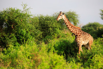 Massai-Giraffe in Tsavo East National Park, Kenya, Africa