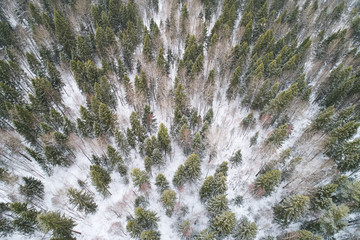 Aerial view from the drone. Winter landscape with a beautiful spruce forest from a height