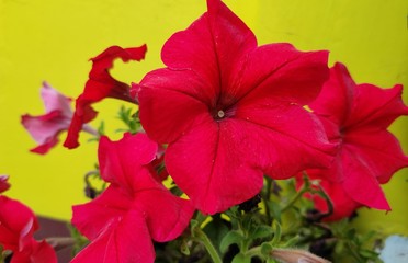 poinsettia on red background