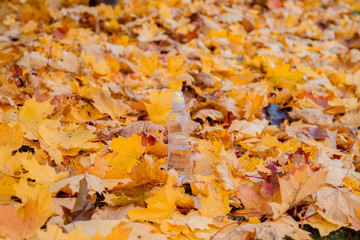 A bottle of water stands on fallen yellow, orange maple leaves. Autumn.