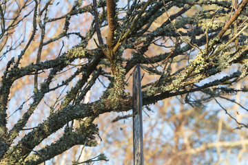 Lumberjack cutting branch with a chain saw