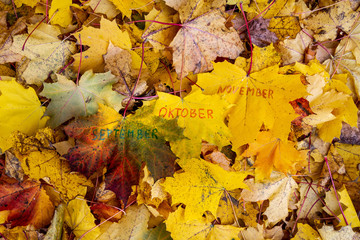 The words September, October, November are written in marker on a yellow maple leaf. Hello, September, October, November. Autumn month.