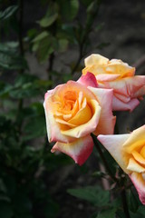 Rosas