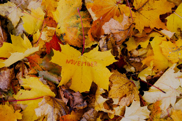 Background of fallen yellow, brown, orange, red maple leaves. The autumn came. Copy space. The word...