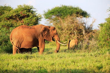 Elephants with red skin because of dust in Tsavo East Nationalpark, Kenya, Africa