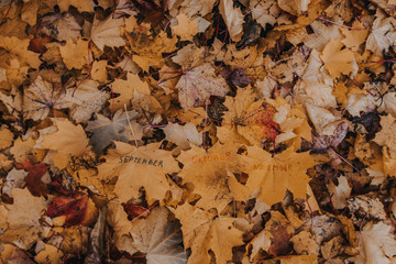 The text September, October, November is written with a felt-tip pen on an orange maple leaf. Autumn month. Yellow leaves fell from the trees.