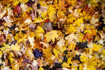 Background of fallen yellow, brown, orange, red maple leaves. The autumn came. Copy space. The word Autumn is written on a tree leaf with a marker.