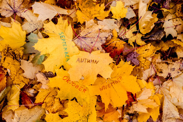 The words September, October, November are written in felt-tip pen on an orange maple leaf. Autumn month. Yellow leaves fell from the trees. Background of leaves of trees. Copy space.