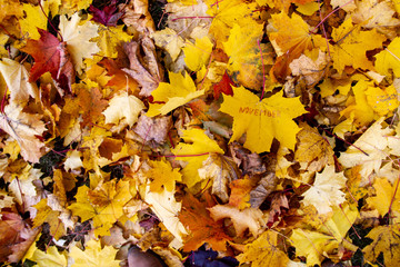 Naklejka na ściany i meble The word November is written in marker on a yellow maple leaf. Hello, new Autumn month.