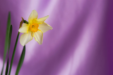 Beautiful grunge Background with Yellow narcissus flowers on lilac texture. Colorful Greeting Card for Mothers Day, Birthday, March 8. Top view, Flat lay. Horizontal Image With Copy Space.