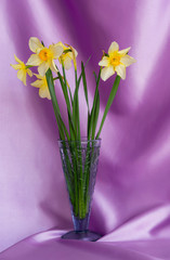Beautiful grunge Background with Yellow narcissus flowers on lilac texture. Colorful Greeting Card for Mothers Day, Birthday, March 8. Top view, Flat lay. Horizontal Image With Copy Space.