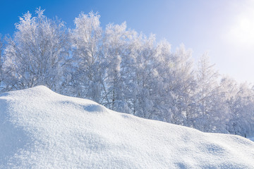  Birch trees are covered with hoarfrost and snow against a blue sky