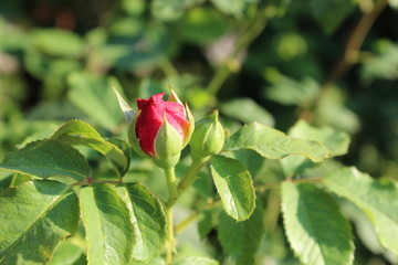 red rose in garden