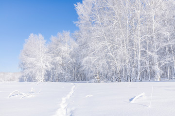  Birch trees are covered with hoarfrost and snow against a blue sky