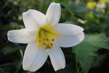 white flower in the garden