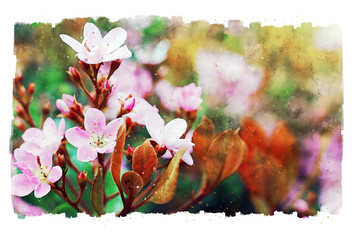 watercolor style illustration of pink field flowers