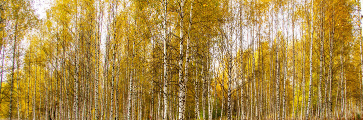 Fototapeta premium Panorama of birch grove. White tall young birch trees. Autumn. Yellow leaves.