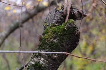 Green moss on the tree