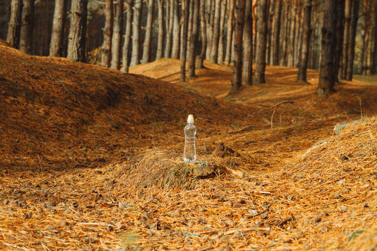 Pine forest on the hills. Useful air in the pine forest. A bottle of clean water is on the needles.