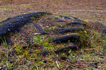 The imprint wheels of the tractor on the black asphalt. Moss and grass on the old asphalt in the forest.