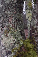 Lichen and moss growing on trees besides a beach at Islay Scotland