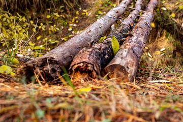 Obraz premium An unreliable rickety bridge over a pit of pine logs. Crossing the moat in the forest.