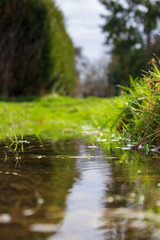 fresh new blades of grass grow out of a puddle on the left