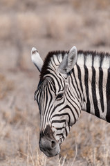 Closeup of the head of a Burchell's Plains zebra -Equus quagga burchelli- in Etosha National Park, Namibia.