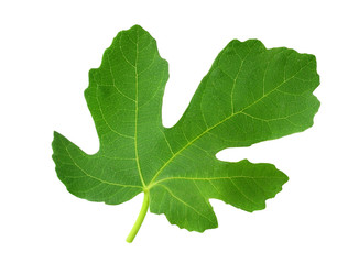 Fig leaf isolated on white background. top view