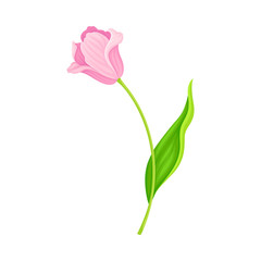 Opened Pink Tulip Flower Bud on Green Erect Stem with Blade Vector Illustration