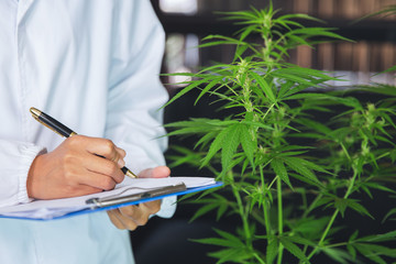 Marijuana research,  scientist checking and analizing hemp plants, signing the results with laptop in a greenhouse. Concept of herbal alternative medicine, cbd hemp oil, pharmaceutical industry