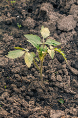 Bell pepper seedling growing in the garden.