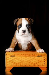 little cute puppies american staffordshire terrier dog beautiful photo on a black background