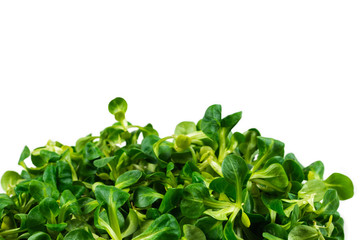 Mash salad on white background.